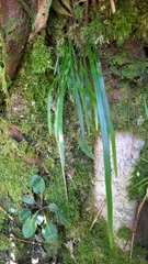 Haplopteris flexuosa