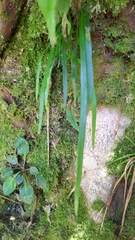 Haplopteris flexuosa