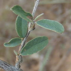 Indigofera denudata
