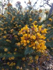 Pultenaea stipularis