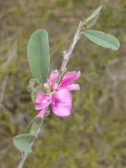 Indigofera denudata