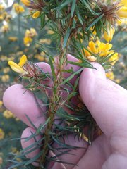 Pultenaea stipularis