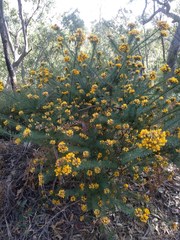 Pultenaea stipularis