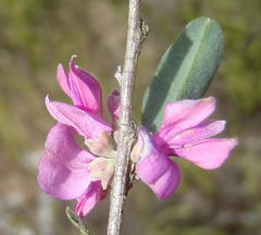 Indigofera denudata