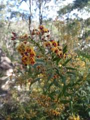 Daviesia corymbosa