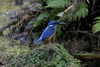 Common Kingfisher (Solomon Islands) - Photo (c) Bird Explorers, some rights reserved (CC BY-NC), uploaded by Bird Explorers