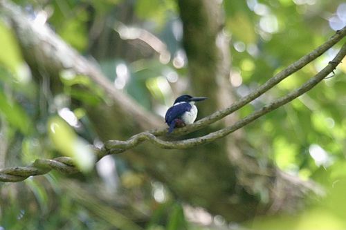 Todiramphus leucopygius observed 2004-07-03
