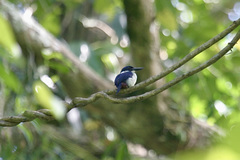 Todiramphus leucopygius