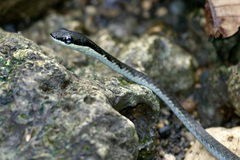 Dendrelaphis calligaster
