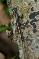 Emoia nigra