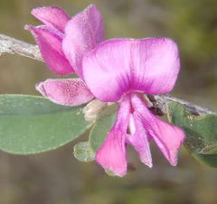 Indigofera denudata