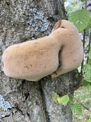 Phellinus