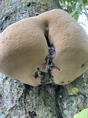 Phellinus