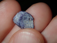 Austrobalanus imperator
