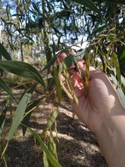 Acacia falcata