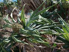 Pandanus tectorius tectorius