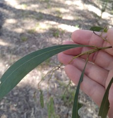 Acacia falcata