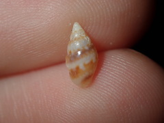 Pseudamycla dermestoidea