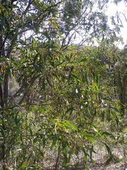 Acacia falcata