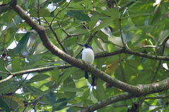 Todiramphus leucopygius