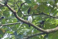 Todiramphus leucopygius