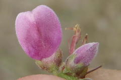 Indigofera denudata