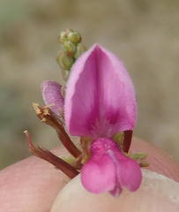 Indigofera denudata