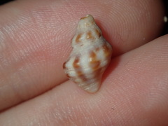 Phycothais reticulata