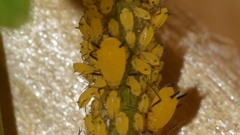 Aphis nerii