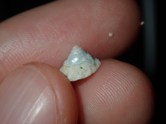 Bellastraea squamifera