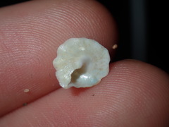 Bellastraea squamifera