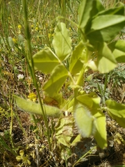 Vicia galilaea