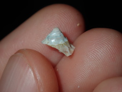 Bellastraea squamifera