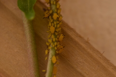 Aphis nerii