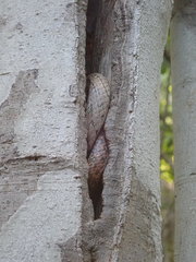 Ithycyphus