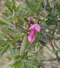 Indigofera denudata