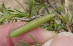 Indigofera denudata