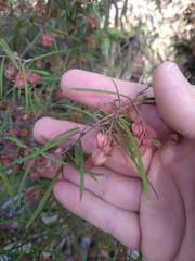 Lasiopetalum rufum