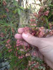 Lasiopetalum rufum