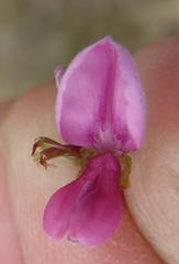 Indigofera denudata