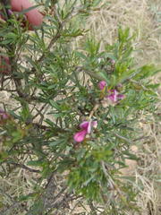 Indigofera denudata