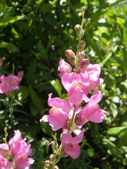 Antirrhinum majus