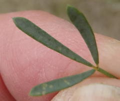 Indigofera denudata