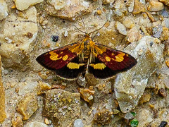 Pyrausta falcatalis