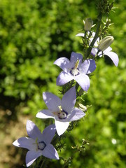 Campanula austroadriatica