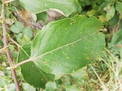 Melampsora epitea