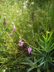 Lathyrus spathulatus