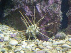 Cidaris cidaris