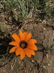 Gazania ciliaris