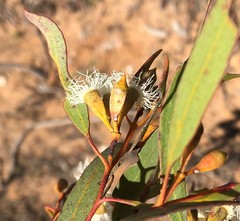 Eucalyptus calycogona